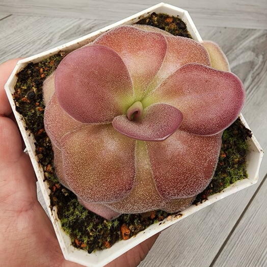 Жирянка Pinguicula agnata x sethos