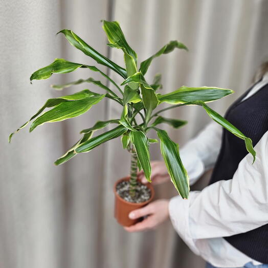 Драцена фрагранс Голден Кост
Dracaena Golden Coast