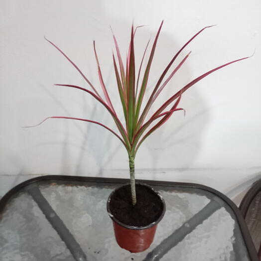 Комнатное растение драцена колорама