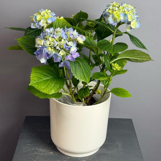 Гортензия голубая в стильном белом горшке 🤍