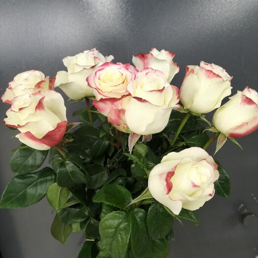 9 бело-розовых роз с лентой