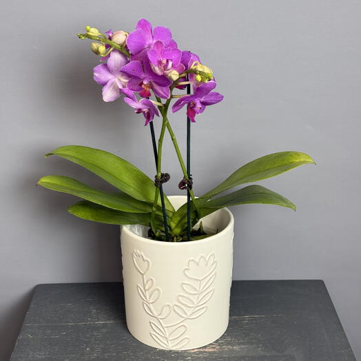 Орхидея- мульти 2 ствола очень красивого цвета фуксии в стильном белом крамическом кашпо 💝