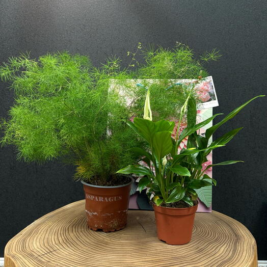 Подарочный набор комнатных растений (5)