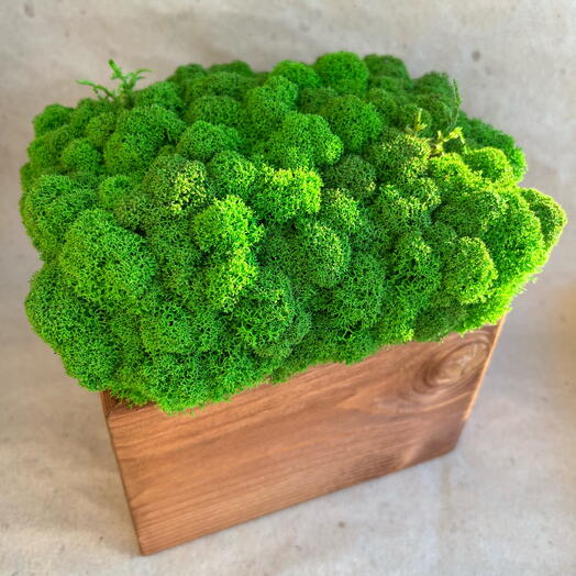 Эко декор со мхом🌳