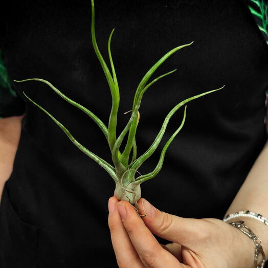 Тилландсия Сноутайм (Tillandsia Showtime)