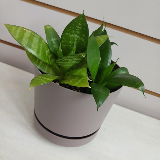 Сансевиерия Ханни, 15 см