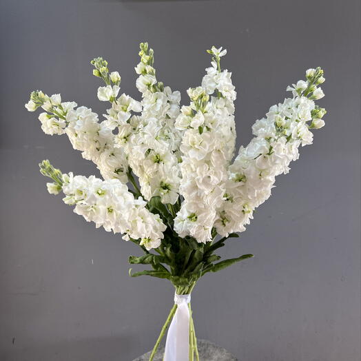 Моно букет из белой маттиолы