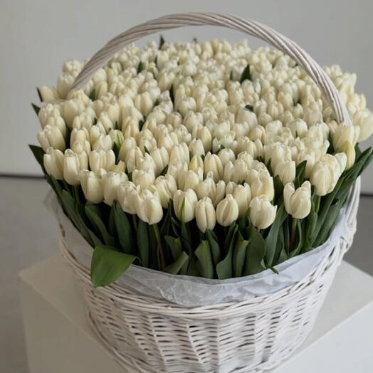 Корзина белых тюльпанов 301 шт
