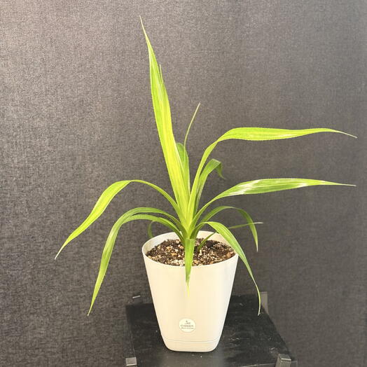 Pandanus tectorius Панданус кровельный
