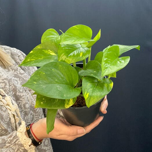 Эпипремнум золотистый (Epipremnum aureum)