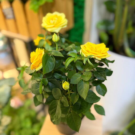 Роза желтая