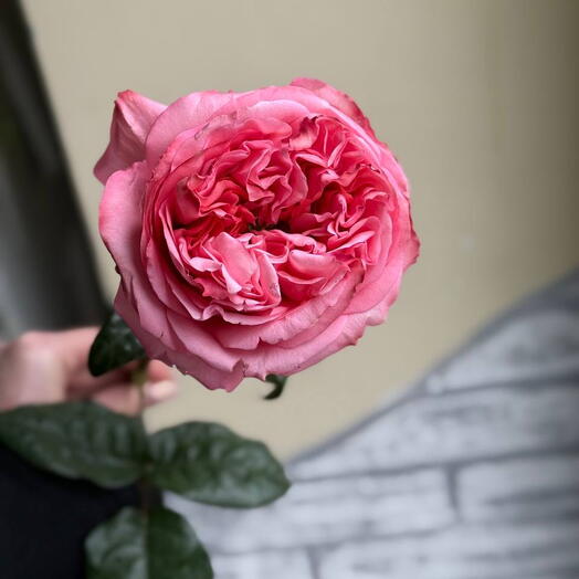 Роза Pink Expression