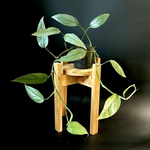 Эпипремнум Себу Блу сизая лиана