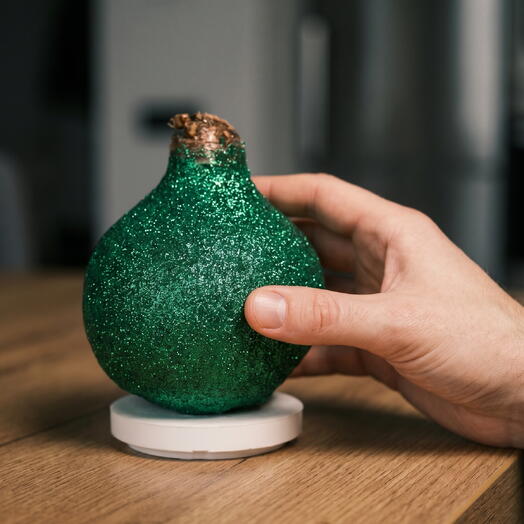 Луковица Амариллиса в воске «Изумрудное сияние»