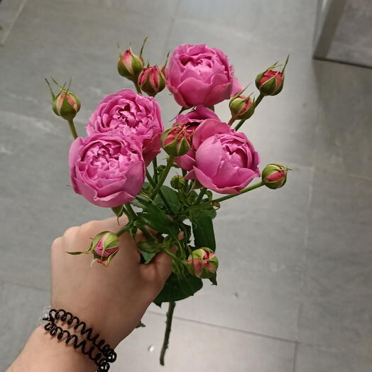 Роза кустовая розовая