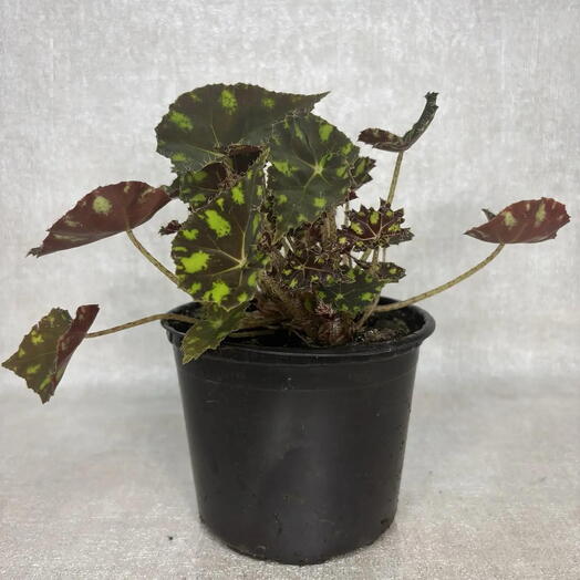 Бегония Королевская (Рекс) Begonia Rex