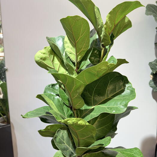 Фикус Лирата🌿