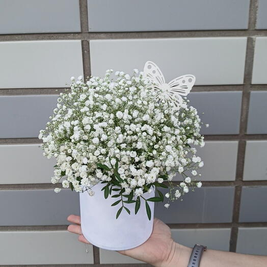 Коробка с белой гопсофилой