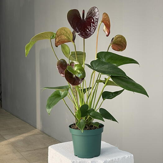 ANTHURIUM ANDRIIANUM BLACK шоколадный