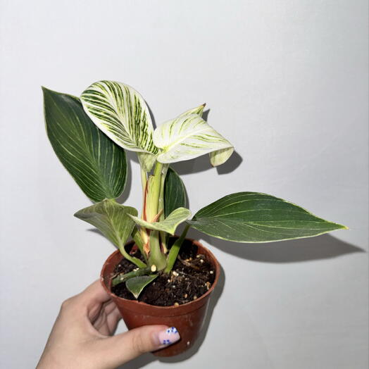 Филодендрон «Платина» вариегатный 🌿