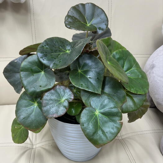Бегония Erythrophylla