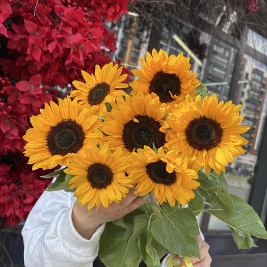 7 прекрасных подсолнухов🌻