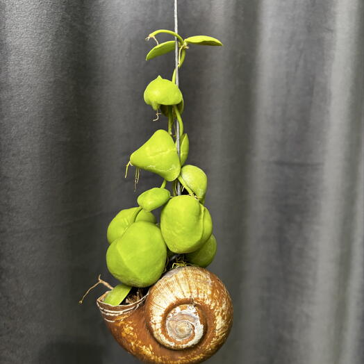 Дисхидия Снейли (Dischidia Snaily)