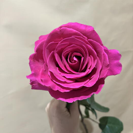 Малиновый Роза 🌹🩷