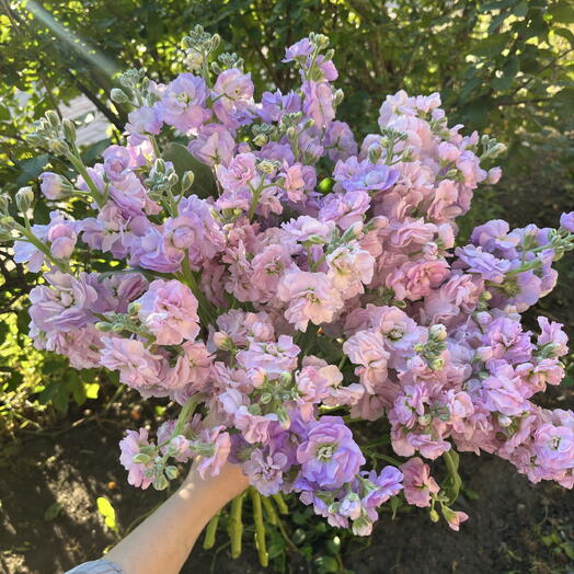 Ароматный Маттиола 19 штук 🌿