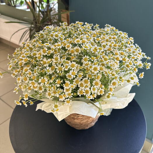 ХИТ ЛЕТА 😍Плетенное кашпо с ромашками 🌼