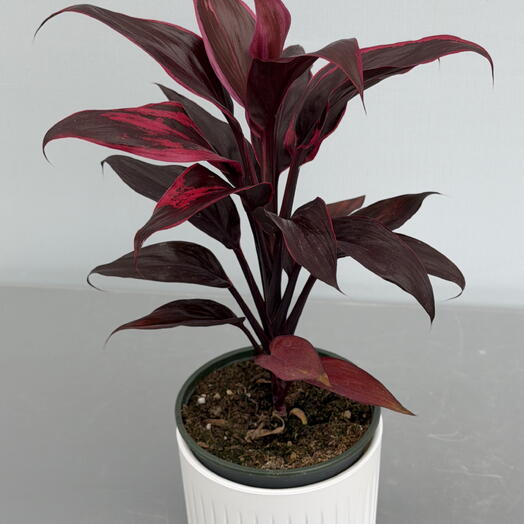 КОРДИЛИНА (CORDYLINE) FR COMPASTA