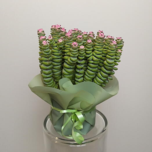 Крассула Денежная цепочка 🌵
