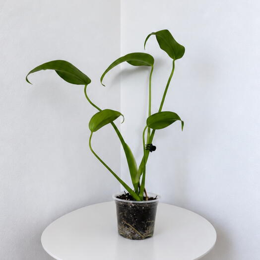 Monstera Burle Marx Flame – Rare Tropical Statement Plant