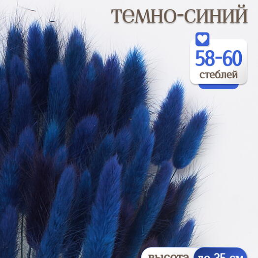 Лагурус тёмно-синий 60 шт. Высший сорт. Высота 25-35 см М239