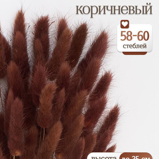 Лагурус коричневый 60 шт. Высший сорт. Высота 25-35 см М230