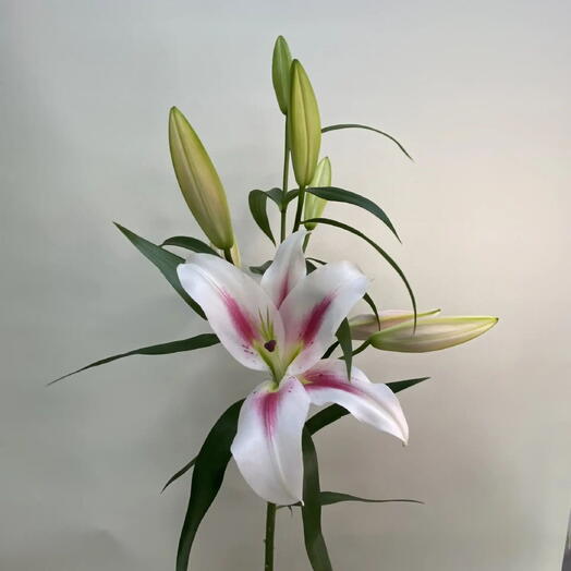 Лилия Флора / Flora