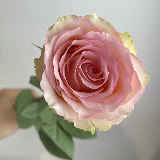 Роза нежная 🌸