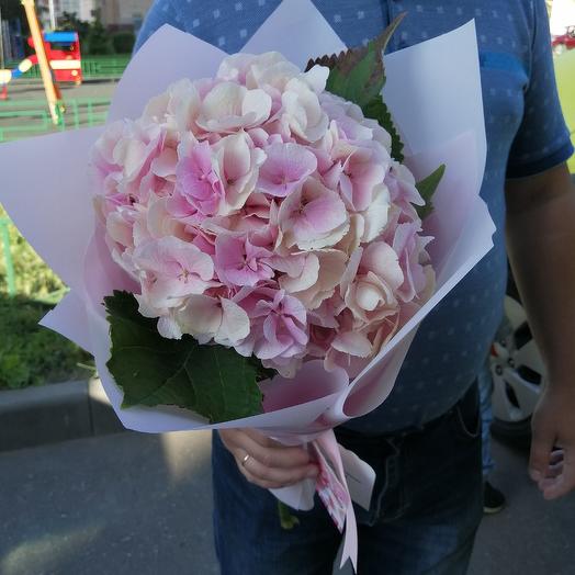 Розовое облако гортензии