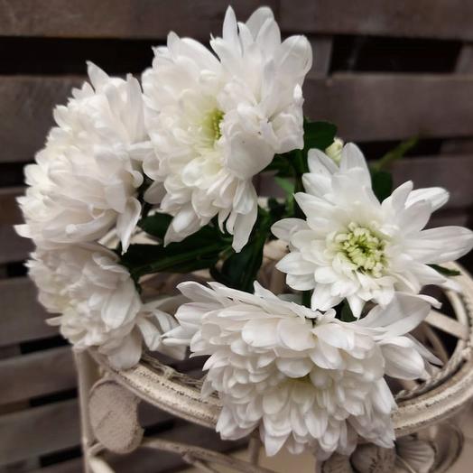 Crisantemo Arbusto Báltico blanco por pieza