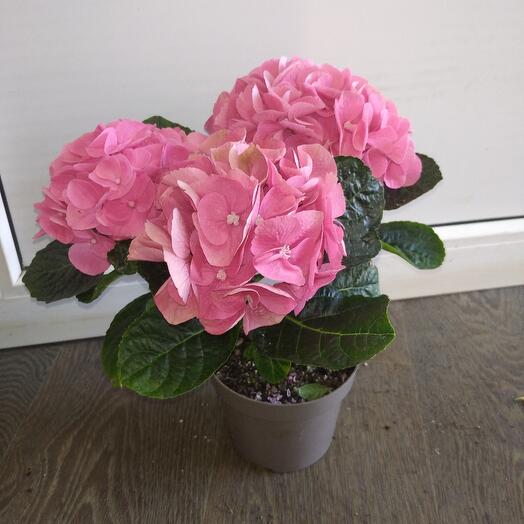 Hydrangea