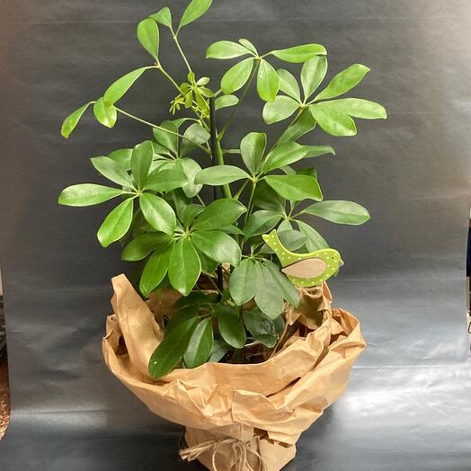 Planta en maceta🌿