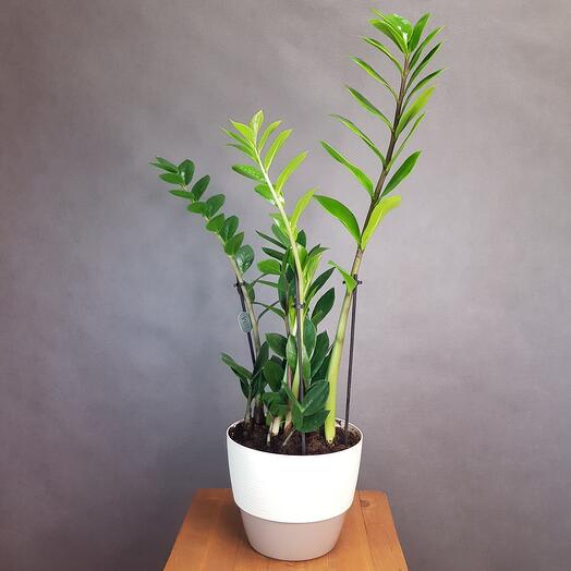 A houseplant. Zamiokulkas in pots