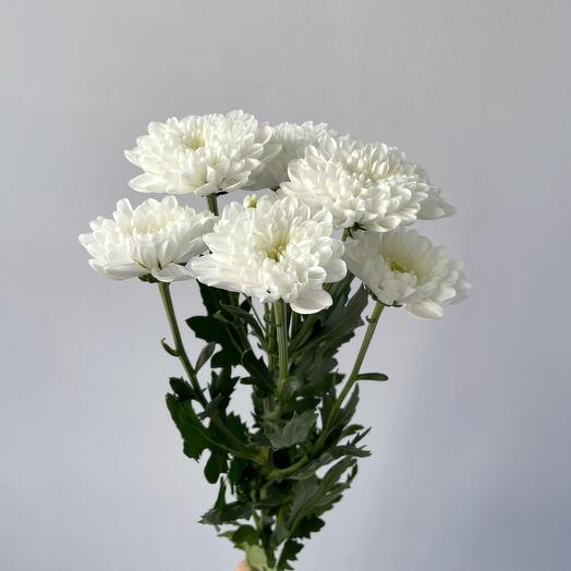 Кустовая хризантема