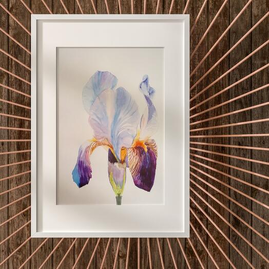 Iris