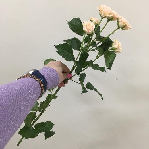 Bush rose Tanya 60 cm