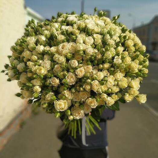 51 rosa de arbusto Blanco