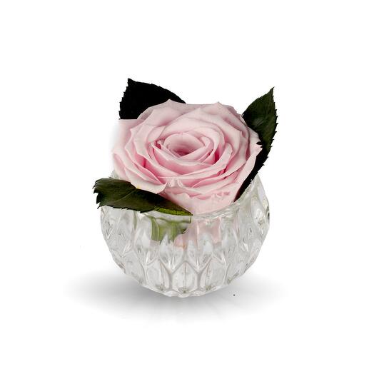 Light Pink Preserved Rose XL in a Small Fish Bowl crystal vase