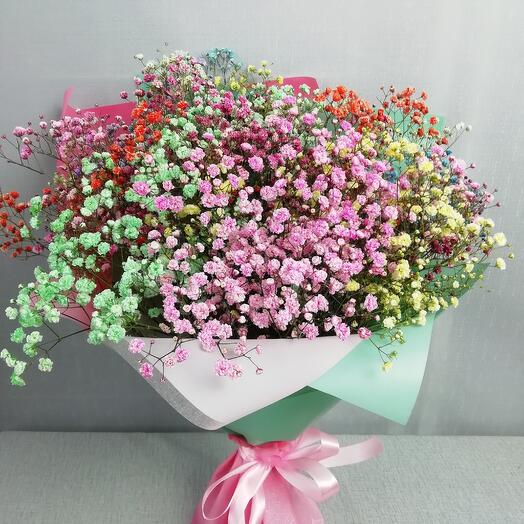 Gypsophila rainbow
