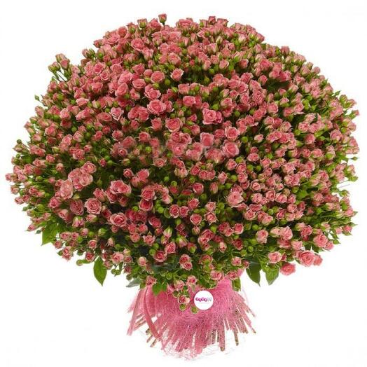 101 arbustos de rosas Rosadas