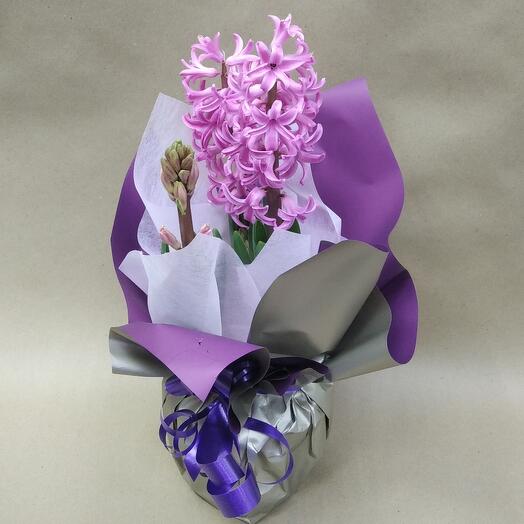 Гиацинт в горшке 12 см из 3 цветущих луковиц с оформлением